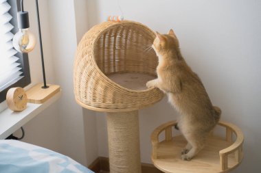 İngiliz kedisiyle evcil hayvan bakımı konsepti rahatla ve kedi oyuncağı oyna