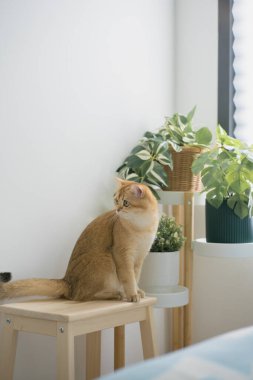 İngiliz kedisiyle evcil hayvan bakımı konsepti rahatla ve kedi oyuncağı oyna