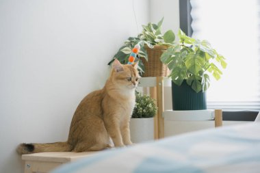 İngiliz kedisiyle evcil hayvan bakımı konsepti rahatla ve kedi oyuncağı oyna