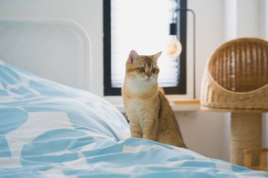 İngiliz kedisiyle evcil hayvan bakımı konsepti rahatla ve kedi oyuncağı oyna