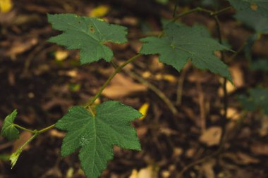 travel and people activity concept with twilight sky before sunrise with mountain and fog on foreground