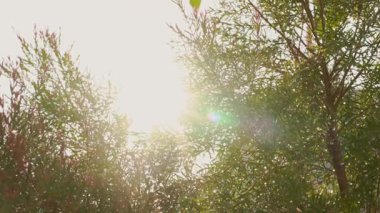 İlkbahar mevsiminde çam ağacı ve gündoğumu ile doğada seyahat