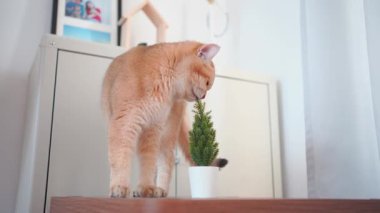 Evcil hayvan bakımı konsepti oyun ve oturma odasında İngiliz kedisiyle mutlu bir duygu. 