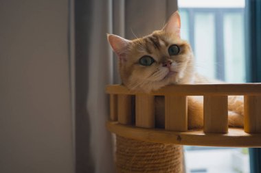 İngiliz kedisiyle evcil hayvan bakımı konsepti. Rahatla ve oturma odasında uyu.