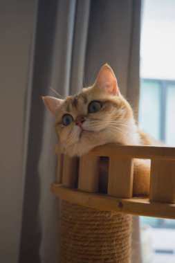 İngiliz kedisiyle evcil hayvan bakımı konsepti. Rahatla ve oturma odasında uyu.