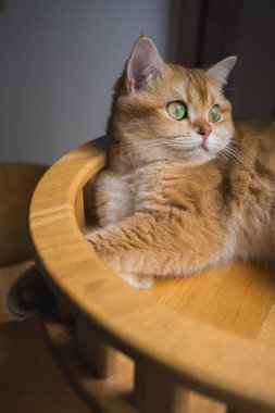 İngiliz kedisiyle evcil hayvan bakımı konsepti. Rahatla ve oturma odasında uyu.