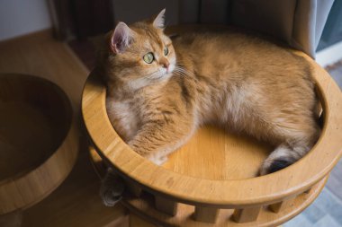 İngiliz kedisiyle evcil hayvan bakımı konsepti. Rahatla ve oturma odasında uyu.