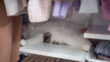 Evcil hayvan bakımı konsepti oyun ve İskoç kedisiyle oturma odasında mutlu bir duygu. 