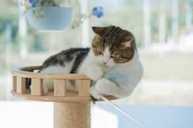 Paskalya tatili konsepti İskoç kedileriyle kedi evinde oyuncak oynamak
