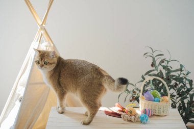 İngiliz kedisiyle Paskalya tatili konsepti renkli yumurtaları septe koy ve masaya koy.