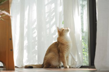 İngiliz kedisiyle evcil hayvan bakımı konsepti rahatla ve oturma odasında oyna