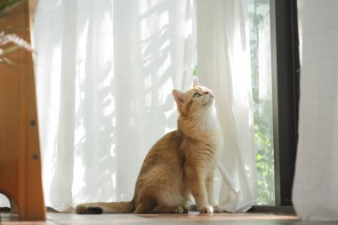 İngiliz kedisiyle evcil hayvan bakımı konsepti rahatla ve oturma odasında oyna