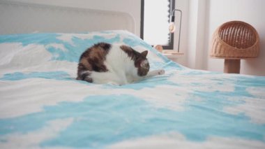 Evcil hayvan bakımı konsepti oyun ve yatak odasında İskoç kedisiyle mutlu bir duygu. 