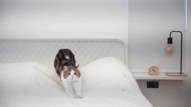 Evcil hayvan bakımı konsepti oyun ve yatak odasında İskoç kedisiyle mutlu bir duygu. 