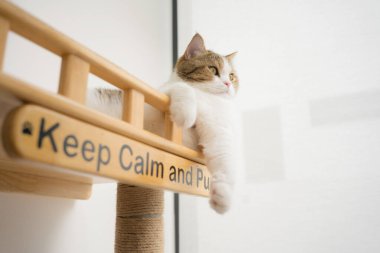 İskoç kedisiyle evcil hayvan bakımı konsepti. Rahatla ve oturma odasında uyu.