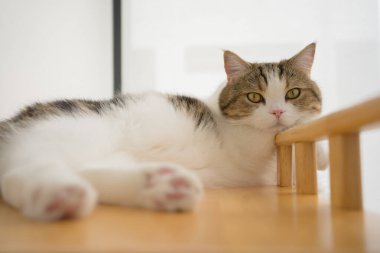 İskoç kedisiyle evcil hayvan bakımı konsepti. Rahatla ve oturma odasında uyu.