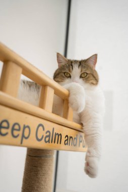 İskoç kedisiyle evcil hayvan bakımı konsepti. Rahatla ve oturma odasında uyu.