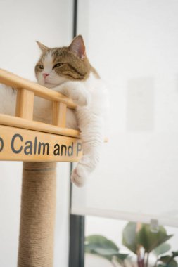 İskoç kedisiyle evcil hayvan bakımı konsepti. Rahatla ve oturma odasında uyu.