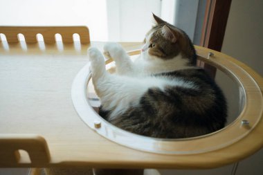 İskoç kedisiyle evcil hayvan bakımı konsepti rahatla ve yatak odasında uyu.