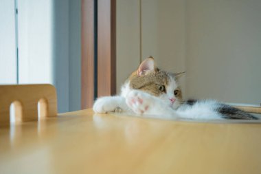 İskoç kedisiyle evcil hayvan bakımı konsepti rahatla ve yatak odasında uyu.