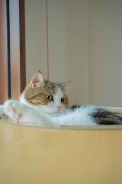 İskoç kedisiyle evcil hayvan bakımı konsepti rahatla ve yatak odasında uyu.