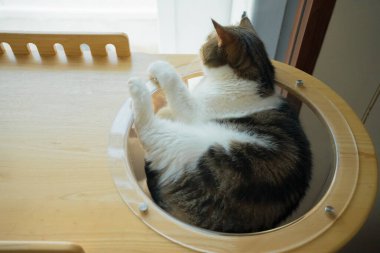 İskoç kedisiyle evcil hayvan bakımı konsepti rahatla ve yatak odasında uyu.