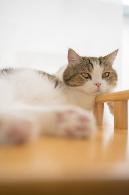 İskoç kedisiyle evcil hayvan bakımı konsepti. Rahatla ve oturma odasında uyu.