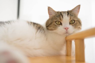 İskoç kedisiyle evcil hayvan bakımı konsepti. Rahatla ve oturma odasında uyu.