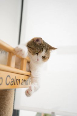 İskoç kedisiyle evcil hayvan bakımı konsepti. Rahatla ve oturma odasında uyu.