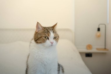 İskoç kedisiyle evcil hayvan bakımı konsepti rahatla ve yatak odasında uyu.