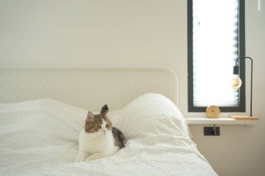 İskoç kedisiyle evcil hayvan bakımı konsepti rahatla ve yatak odasında uyu.