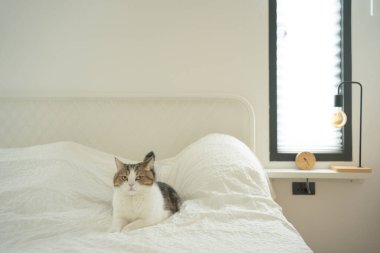 İskoç kedisiyle evcil hayvan bakımı konsepti rahatla ve yatak odasında uyu.