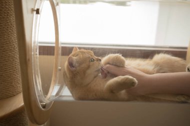 İngiliz kedisiyle evcil hayvan bakımı konsepti. Rahatla ve oturma odasında uyu.