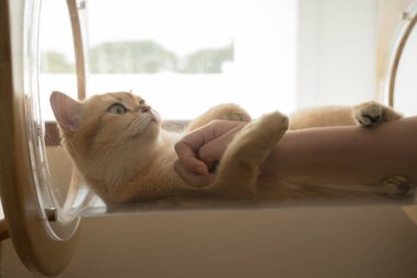 İngiliz kedisiyle evcil hayvan bakımı konsepti. Rahatla ve oturma odasında uyu.