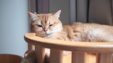 Evcil hayvan bakımı konsepti oyun ve oturma odasında İngiliz kedisiyle mutlu bir duygu. 