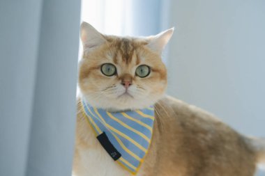 Kedi bakım konsepti. Kumaş giyin ve ev sahibiyle oturma odasında oyna.