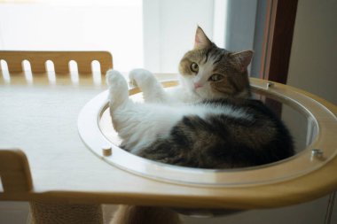 İskoç kedisiyle evcil hayvan bakımı konsepti rahatla ve yatak odasında uyu.