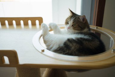 İskoç kedisiyle evcil hayvan bakımı konsepti rahatla ve yatak odasında uyu.