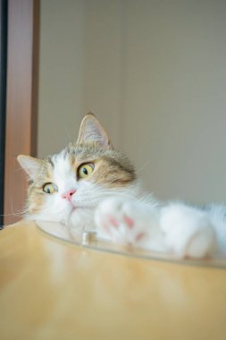 İskoç kedisiyle evcil hayvan bakımı konsepti rahatla ve yatak odasında uyu.