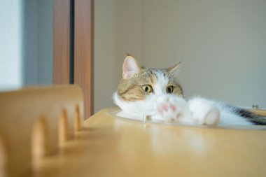 İskoç kedisiyle evcil hayvan bakımı konsepti rahatla ve yatak odasında uyu.