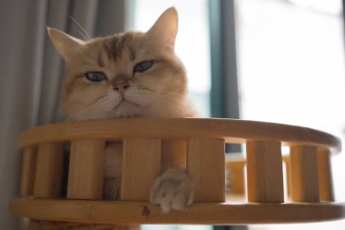 İngiliz kedisiyle evcil hayvan bakımı konsepti. Rahatla ve oturma odasında uyu.