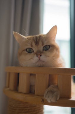 İngiliz kedisiyle evcil hayvan bakımı konsepti. Rahatla ve oturma odasında uyu.