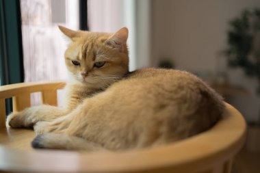 İngiliz kedisiyle evcil hayvan bakımı konsepti. Rahatla ve oturma odasında uyu.