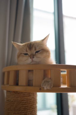 İngiliz kedisiyle evcil hayvan bakımı konsepti. Rahatla ve oturma odasında uyu.