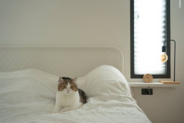 İskoç kedisiyle evcil hayvan bakımı konsepti rahatla ve yatak odasında uyu.