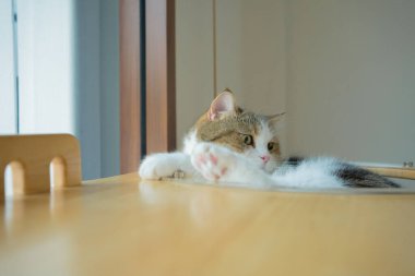 İskoç kedisiyle evcil hayvan bakımı konsepti rahatla ve yatak odasında uyu.