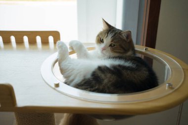 İskoç kedisiyle evcil hayvan bakımı konsepti rahatla ve yatak odasında uyu.