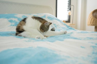 İskoç kedisiyle evcil hayvan bakımı konsepti rahatla ve yatak odasında uyu.