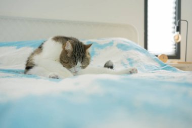 İskoç kedisiyle evcil hayvan bakımı konsepti rahatla ve yatak odasında uyu.