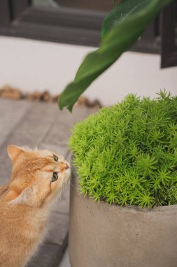 Kış tatili ve kedi konsepti ile İngiliz kedisi bahçe arka planıyla oynuyor